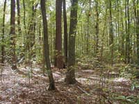Woody Depressional Area